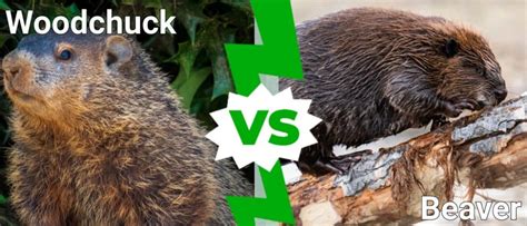 Woodchuck vs Beaver: 5 Key Differences - A-Z Animals