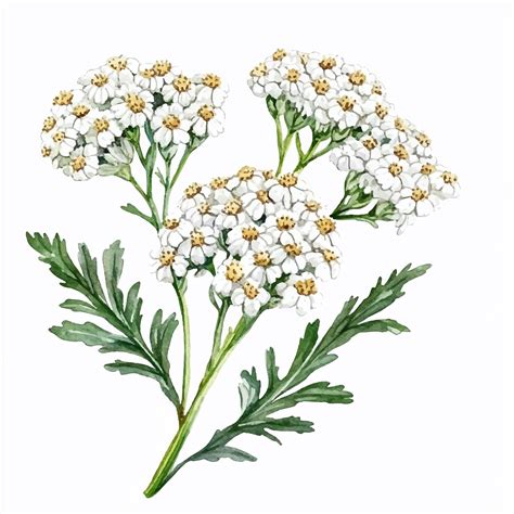 Yarrow flower watercolor clipart illustration | Premium AI-generated vector