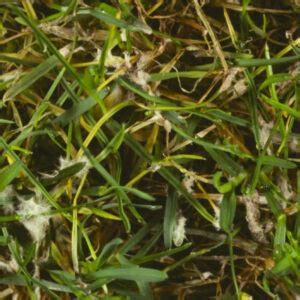 Image result for Red Thread Fungus Control