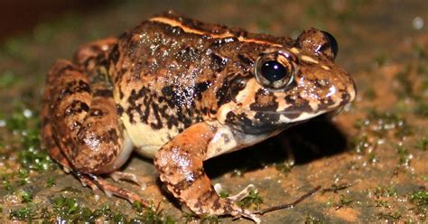 Frog species named after Goa is yet another amphibian discovery from ...
