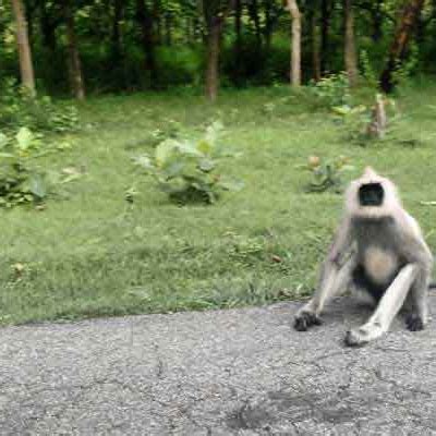 Palaces Temples and Wildlife of North and south India