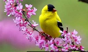 Image result for Spring Animals Bunnies