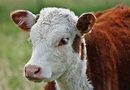 Image result for calf
