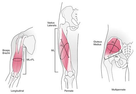 Image result for What Is Muscle Architecture Force Generation