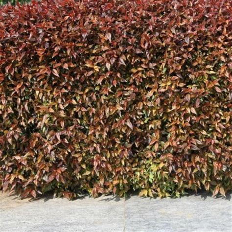 Acalypha Copperleaf | Discover the Beauty of Mini Brown and Other Acal ...