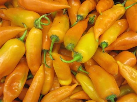 https://pepperscale.com/wp-content/uploads/2015/06/aji-amarillo_1500px-e1433814734489-1024x768.jpeg?utm_source=chatgpt.com