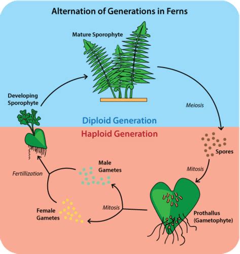 Image result for Pteridophytes Reproduction