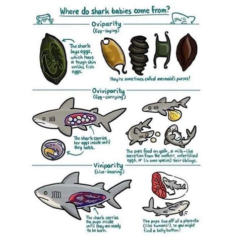 Image result for Sharks Reproduction