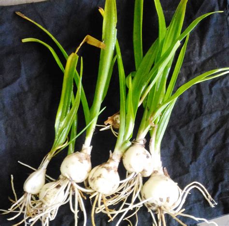 Urginea Indica Geoökologie