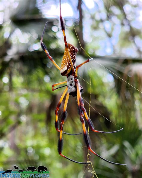 Banana Spider – Imagine Our Florida, Inc