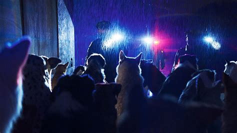 ‘Dogman’ Review: Luc Besson’s Latest Is the Most Absurd Movie of the Year