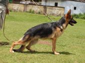 German Shepherd Pictures