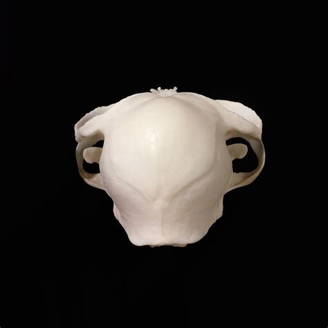 Brachycephalic Persian Cat Skull Replica - OddArticulations