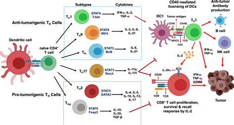 Image result for Cell Network