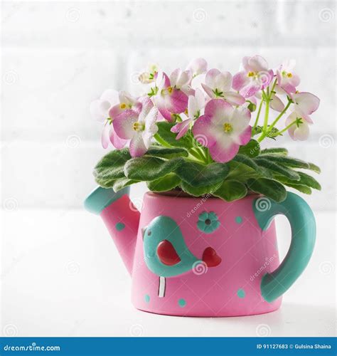 Pink and White African Violet in Flower Pot, on White. Stock Image ...