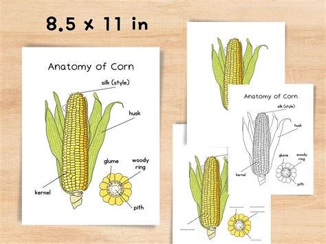 Anatomy of Corn | Charlotte Mason Homeschool Printable Nature Study ...