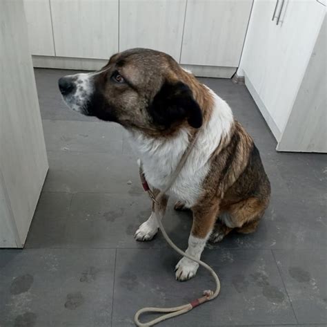 Borko » Kanarenhunde e.V.