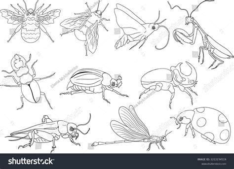 Realistic Bug Coloring Pages