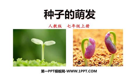 《种子的萌发》PPT优质课件 - 第一PPT