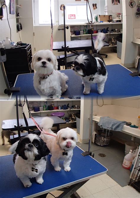 Dogs Best Friend Grooming Salon