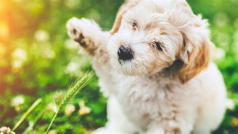 Top 10 Hypoallergenic Dogs Breeds | Pets Nurturing