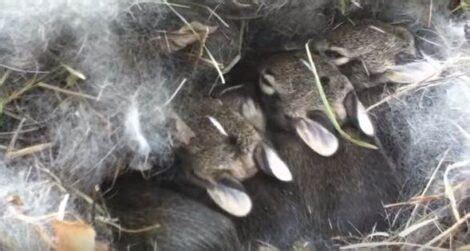 How Fast Do Rabbits Multiply 的图像结果