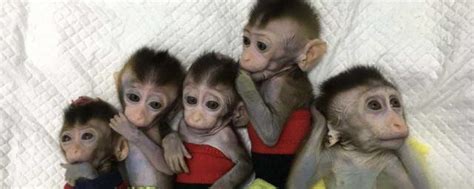 【属猴】属猴的人2015年运势，属猴的今年多大，属猴的属相婚配表，属猴的几月出生最好_太平洋时尚网生肖猴专区