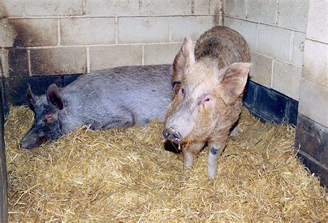 The tale of the Tamworth Two - pigs Butch and Sundance - remembered 25 ...