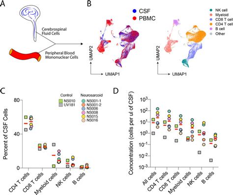 Image result for Lymphocyte Lineage