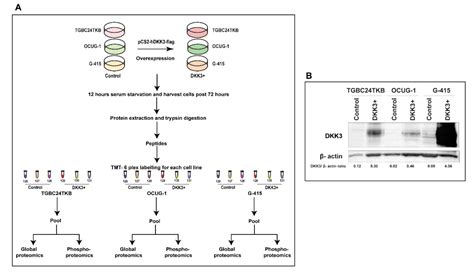 Integrated Proteomic and Phosphoproteomics Analysis of DKK3 Signaling ...