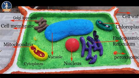 Image result for Styrofoam 3D Cell Model