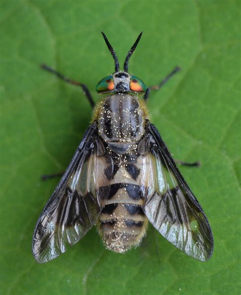 Deer Flies - genus of deer