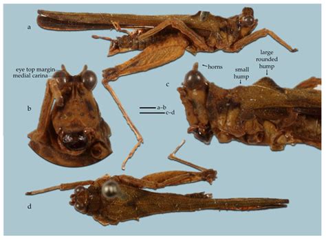 Taxonomy | An Open Access Journal from MDPI