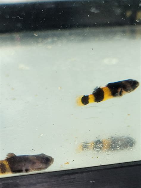 Bumble Bee Goby - Brachygobius doriae - Buy Live Fish online | Online ...