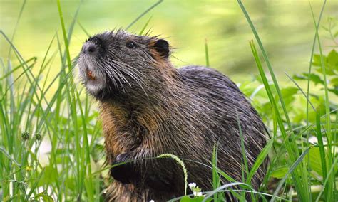 Capybara vs Nutria: 5 Key Differences - A-Z Animals