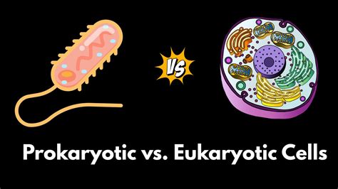 Prokaryotic vs. Eukaryotic Cells - Biology Ease