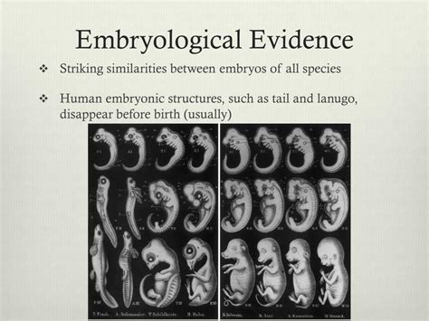 Evidence of Evolution 的图像结果