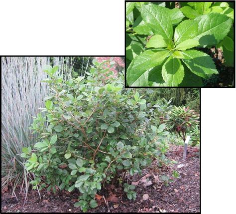 MR. POPPINS® WINTERBERRY – Hinsdale Nurseries – Welcome to Hinsdale ...