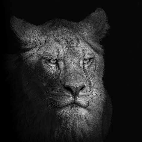 Saint Louis University Calendar 2021 :: Behance