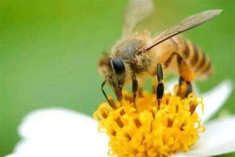 买蜂蜜时要注意了，要认准“这一点”，买的都是天然的“好蜂蜜”|活性酶|气泡|含水量_新浪新闻