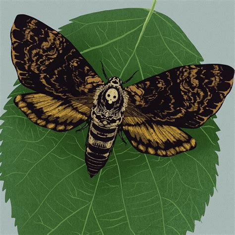 The Death’s-Head Hawkmoth – The XZA Chronicle