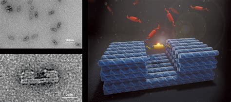 Image result for DNA Origami Applications