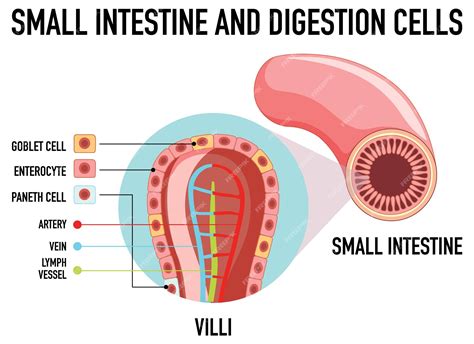 Small Intestine Diagram