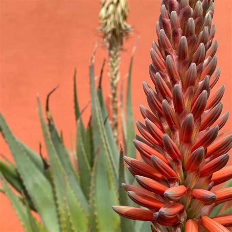 Are Aloe Plants Good Luck at Larry Hinojosa blog
