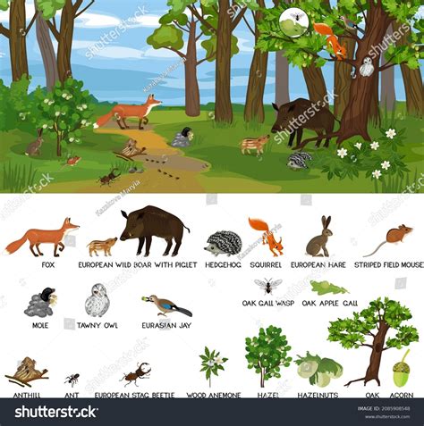 Forest Ecosystem Pictures With Animals