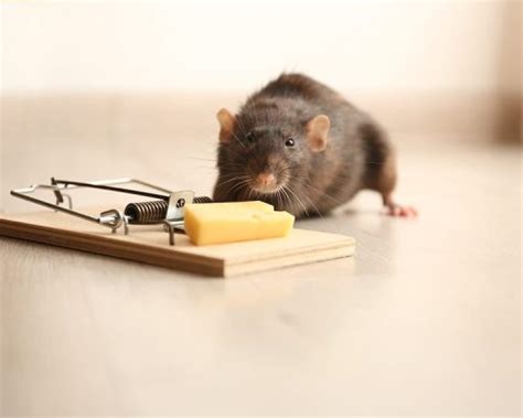 DYNAMIC PEST & RODENT CONTROL