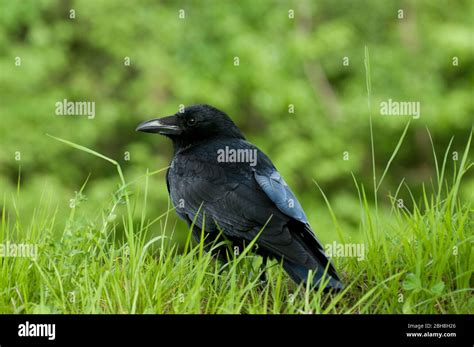 Image result for Crow Front View