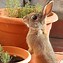 Image result for Spring Easter Bunnies