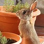Image result for Super Cute Bunny