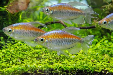 Tetra Fish Types: Guide to Types of Tetras (29 Species) - Fish Laboratory